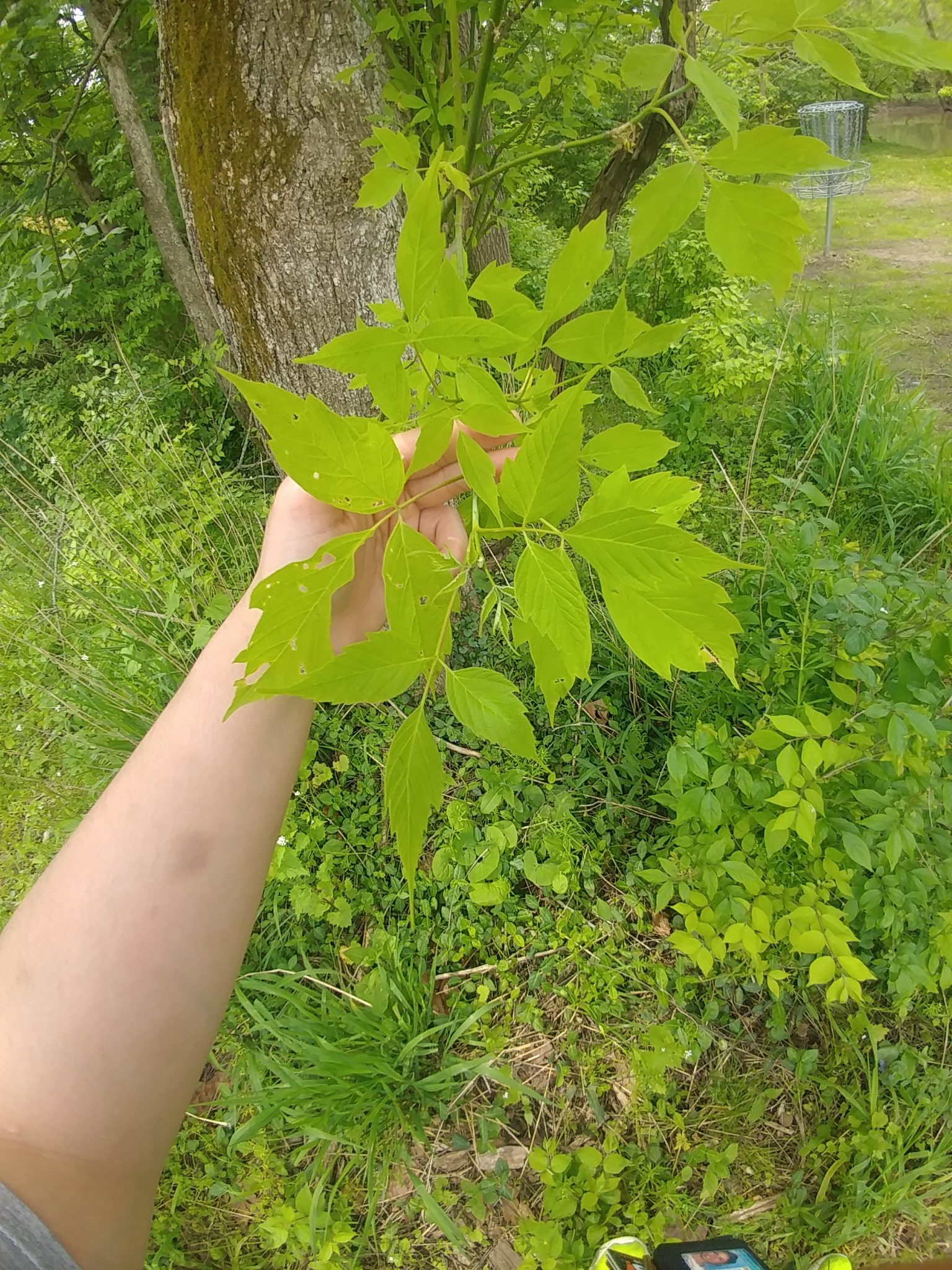 Boxelder, Acer negundo – Morgan's Ohio plants