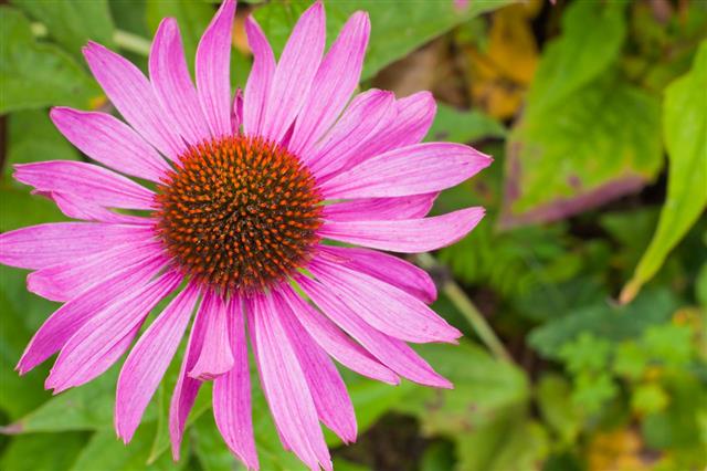 purple coneflower scientific name